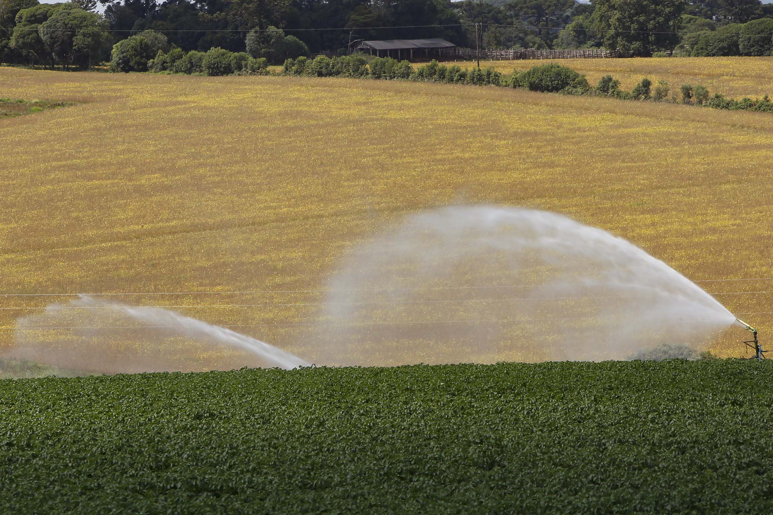 ICMS zero: Paraná prorroga isenção para produtos agropecuários até 2026