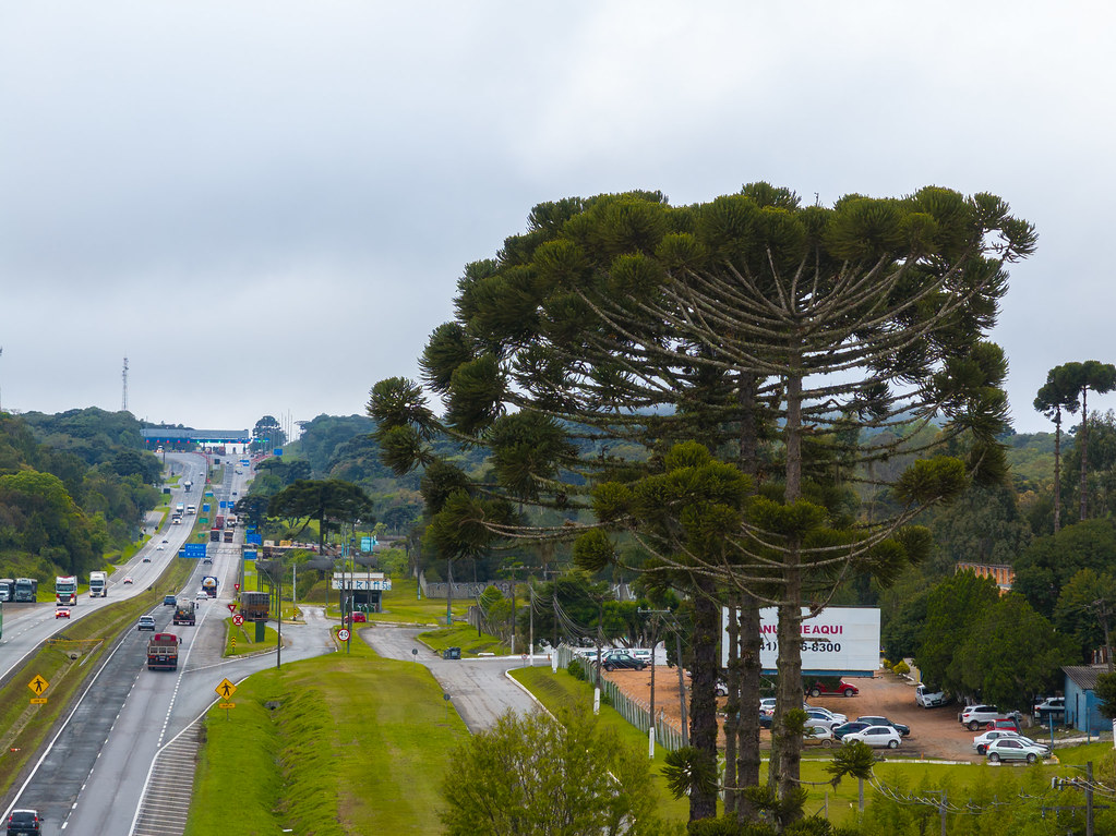 Concessionária alerta para cuidados com a segurança em pontos de venda de pinhão nas rodovias