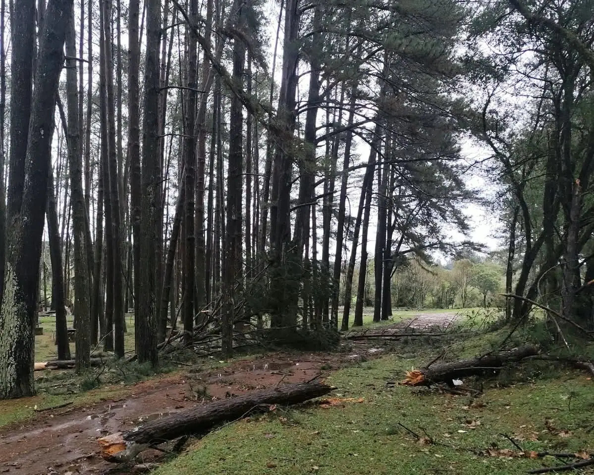 Forte chuva provoca queda de árvores e mobiliza equipes da Defesa Civil para ação preventiva no Parque do Jordão